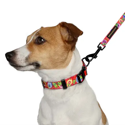 Повідець для собак BronzeDog Urban Folk нейлоновий кораловий M