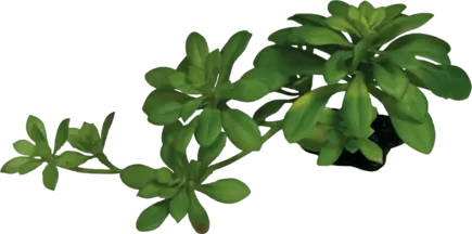 REPTO PLANT SUCCULENT GREEN XL (R5100635) Штучна рослина для тераріума