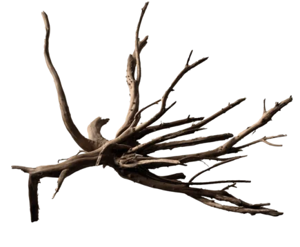 Павутинне дерево BLACK SPIDER WOOD MEDIUM (A4080385)