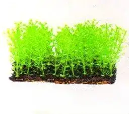 Aquatic Plants (Акватик Плэнтс) Акваріумна рослина, (6х3х6 см) х 6 шт/уп.