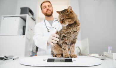 Зважування кота ветеринаром