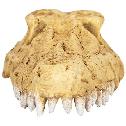 Крокодилячий череп Repti-Zoo Crocodile Skull M 18x10x5.5см (ERS34M): додаткове фото 2