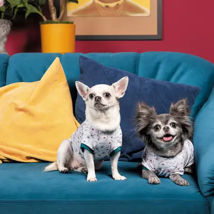 Футболка Pet Fashion Flora для собак бавовна трикотаж білий з квітковим принтом L: додаткове фото 4