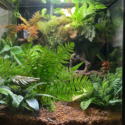 Штучна рослина, папороть Terrario 32x15x32см (330): додаткове фото 5