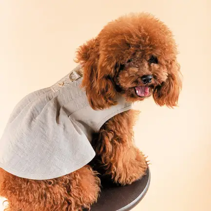 Сарафан Pet Fashion для собак Miya S: додаткове фото 5