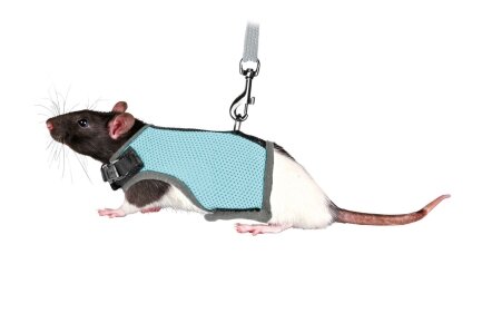 Шлейка з повідцем Trixie Soft для пацюка, нейлон, 12-18 см (кольори в асортименті) — Фото 4