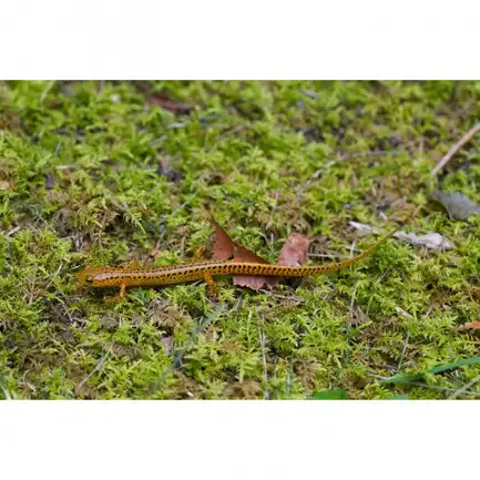Живий мох Komodo Habitat Moss 100г 4.5л (83030): додаткове фото 5