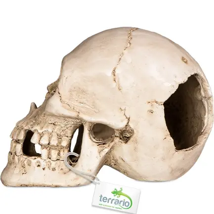 Декорація череп людини Terrario Human Skull XL 15x10x9см (161012): додаткове фото 6