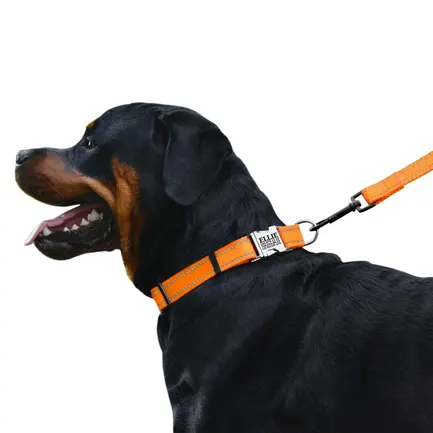 Нашийник для Собак BronzeDog Active Нейлоновий зі Світловідбиттям та Металевою Пряжкою Помаранчевий M: додаткове фото 4