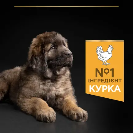 Сухий корм PRO PLAN Large Robust Puppy <2 Healthy Start для цуценят великих порід масивної статури з куркою 12 кг: додаткове фото 6