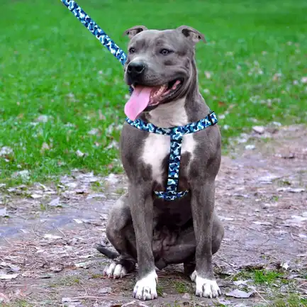 Повідець для Собак Bronzedog Urban Кісточка Нейлоновий Блакитний M: додаткове фото 5