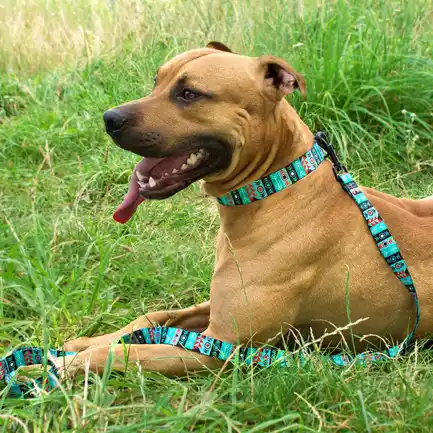Нашийник для Собак BronzeDog Urban Нейлоновий з Пластиковою Пряжкою Інки S: додаткове фото 9