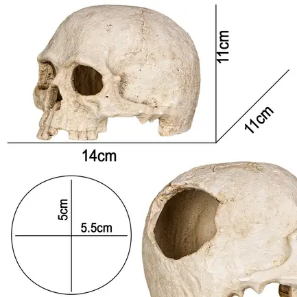 Декорація череп людини Terrario Human Skull 14x11x11см (151211): додаткове фото 2