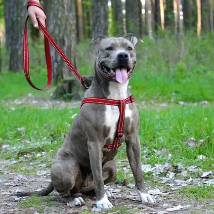 Шлея для Собак BronzeDog Active Нейлонова зі Світловідбиттям Червона L: додаткове фото 5