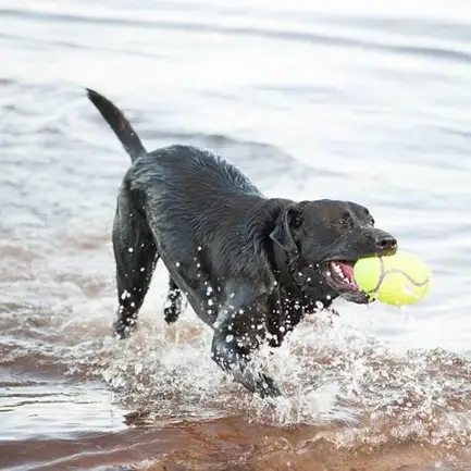 Іграшка AirDog Squeaker Football регбі м’яч для собак середніх і великих порід, L: додаткове фото 4