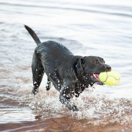 Іграшка AirDog Squeaker Football регбі м’яч для собак малих порід, S — Фото 3