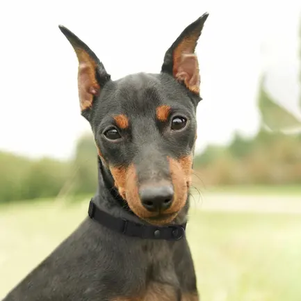 Нашийник для собак дрібних порід Bronzedog Surf пластикова пряжка водовідштовхувальний із захисним полімерним покриттям чорний XS: додаткове фото 4