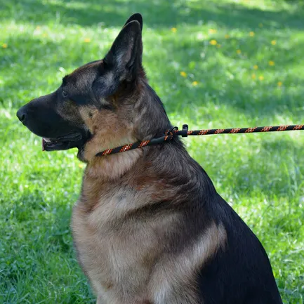 Повідець-Зашморг для Собак Bronzedog Active з Альпіністського Шнура Світловідбиваючий Чорно-Оранжевий S/M: додаткове фото 9