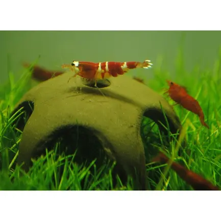 Декорація для креветок Aqua Nova Star Shrimp 50мм (N-30012): додаткове фото 2