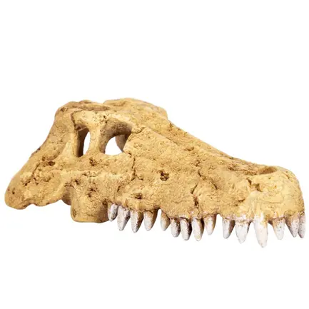 Крокодилячий череп Repti-Zoo Crocodile Skull M 18x10x5.5см (ERS34M): додаткове фото 3