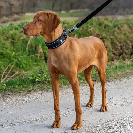 Ferplast GENIUS C25/55 RED COLLAR нейлоновий нашийник для тварин червоний: додаткове фото 3