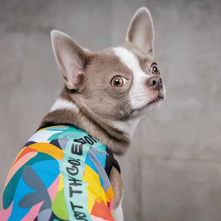 Борцівка Pet Fashion «Cool» для собак, розмір XS2, з принтом: додаткове фото 4