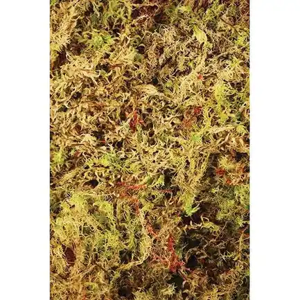 Живий мох Komodo Habitat Moss 100г 4.5л (83030): додаткове фото 3