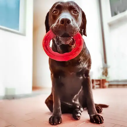 Ferplast SMILE L RED DOG RING: додаткове фото 2