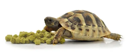 HABISTAT TORTOISE FOOD BANANA 400G (R8100020) корм для сухопутних черепах (різні смаки): додаткове фото 2