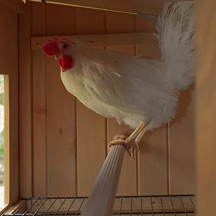 Ferplast CAGE HEN HOUSE 10 Будинок для курей, дерев'яний: додаткове фото 5
