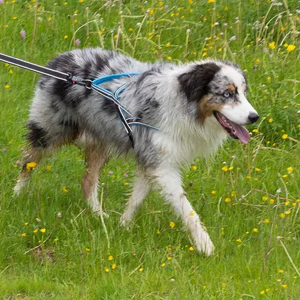 Ferplast SPORT DOG P L BLUE Шлея, нейлон: додаткове фото 3