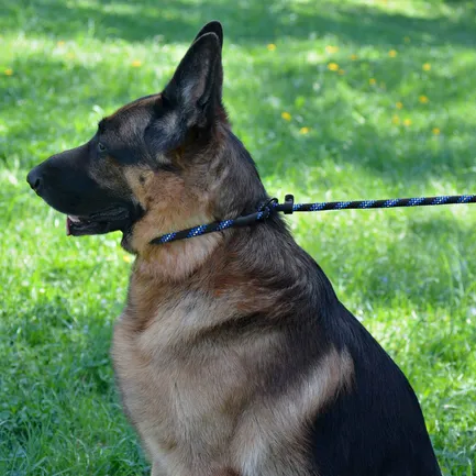 Повідець-Зашморг для Собак Bronzedog Active з Альпіністського Шнура Світловідбиваючий Чорно-Блакитний L/XL: додаткове фото 9