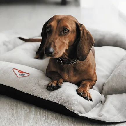 Лежак-трансформер Pet Fashion «Simon» для собак, 52х42х18 см, сірий/чорний: додаткове фото 4