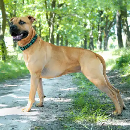 Нашийник для Собак BronzeDog Urban Леопард золотий фастекс Бірюзовий M: додаткове фото 6