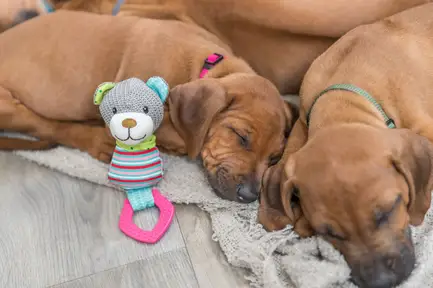 Іграшка Trixie Junior Ведмідь для собак, з кільцем зі звуком, 23 см (текстиль/плюш): додаткове фото 3