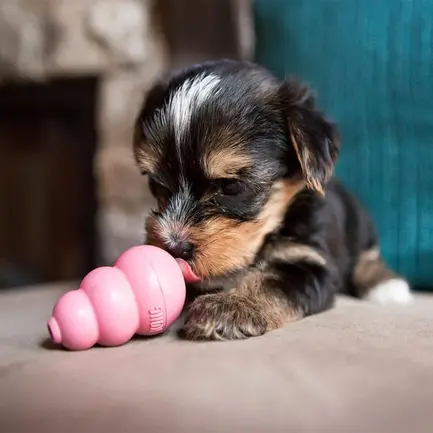 Іграшка KONG Puppy груша-годівниця для цуценят мініатюрних порід, XS: додаткове фото 4