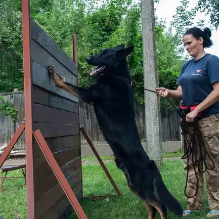 Повідець для Собак Bronzedog Active зі Шнура Тренувальний Чорний L: додаткове фото 9