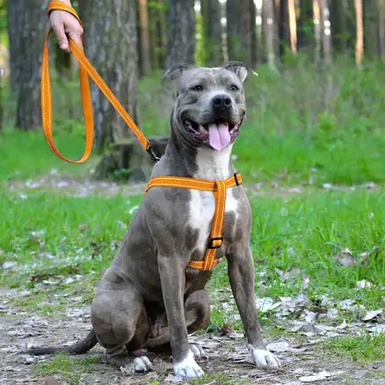 Шлея для Собак BronzeDog Active Нейлонова зі Світловідбиттям Помаранчева L: додаткове фото 5