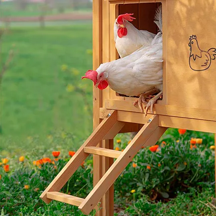 Ferplast CAGE HEN HOUSE 10 Будинок для курей, дерев'яний: додаткове фото 8