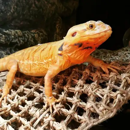 Гамак для рептилій Repti-Zoo Hammock M 30x20x20см (DC09P): додаткове фото 4