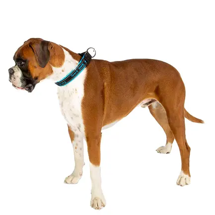 Ferplast SPORT DOG C25/55 BLUE Нашийник, нейлон: додаткове фото 6