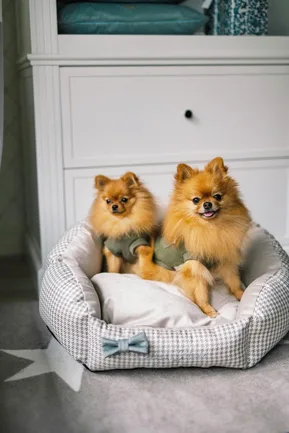 Chloe's Home Лежак для домашніх тварин Берлін екрю S: додаткове фото 2
