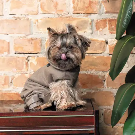 Костюм Pet Fashion «PF Style» для собак, розмір XS, бежевий (лімітована серія): додаткове фото 5