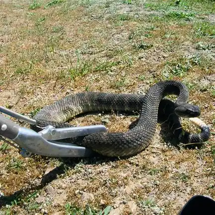 Металевий захват для змій Repti-zoo Snake Tong 100см (SC40): додаткове фото 9