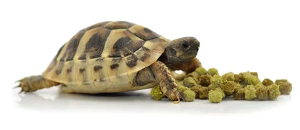 HABISTAT TORTOISE FOOD FRUIT & FLOWER 800 GRAM (R8100035) корм для сухопутних черепах (різні смаки): додаткове фото 2