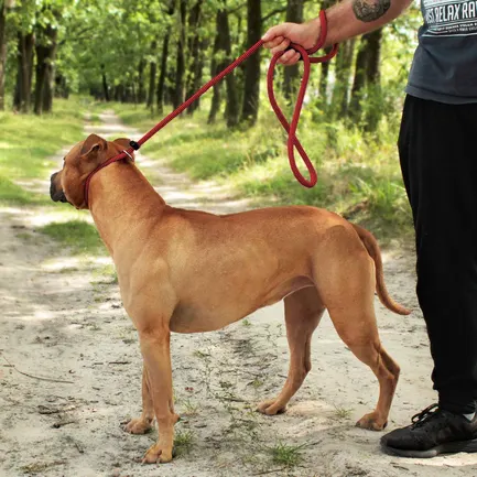 Повідець-Зашморг для Собак Bronzedog Active з Альпіністського Шнура Тренувальний Чорно-Червоний L/XL: додаткове фото 8