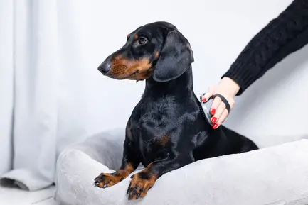 Щітка масажна FURminator для собак та котів, гумова: додаткове фото 7
