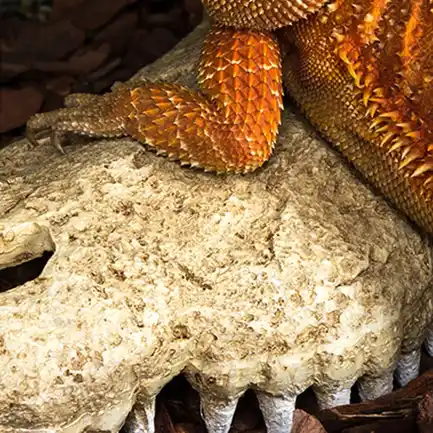 Крокодилячий череп Repti-Zoo Crocodile Skull M 18x10x5.5см (ERS34M): додаткове фото 4