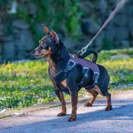 Ferplast ERGOTREKKING XS HARNESS BROWM Ергономічна шлея для собак: додаткове фото 4