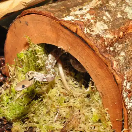 Декорація для акваріума HABISTAT FOREST HIDEOUT EXTRA LARGE (R5100240): додаткове фото 2